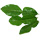 2 Each Kaffir Lime Leaves