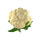 0.25 Each Cauliflower